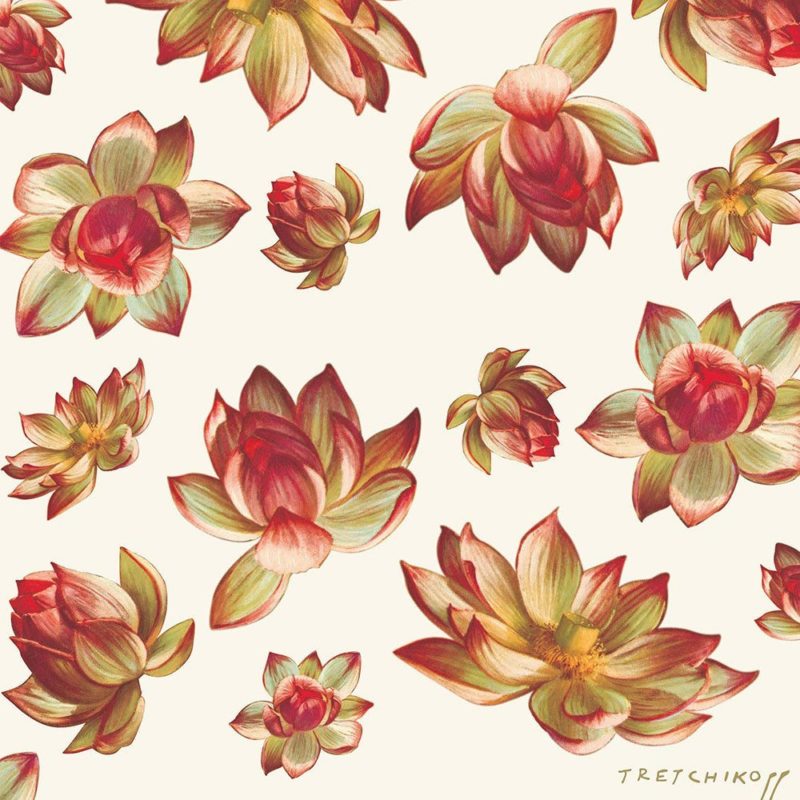 Lotus Flower Wallpaper - Tretchikoff