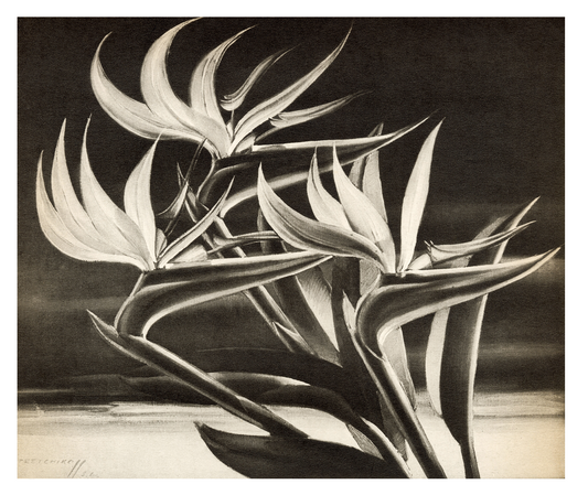Strelitzia (Bird of Paradise) - Tretchikoff Print