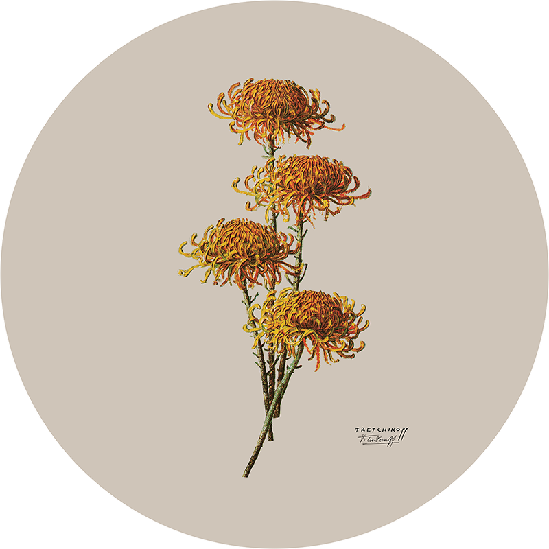 Chrysanthemums | Premium Vinyl Wall Decal | Tretchikoff