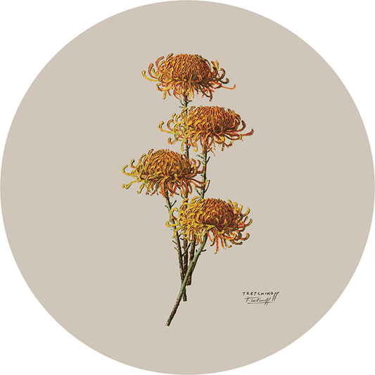 Chrysanthemums | Premium Vinyl Wall Decal | Tretchikoff